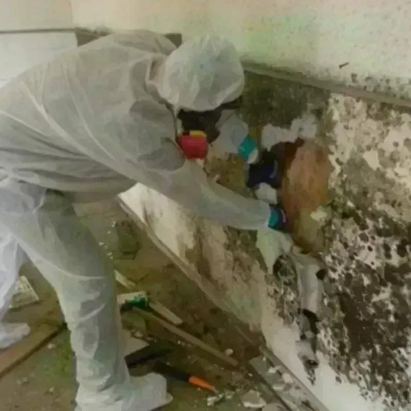 Mold Remediation and Removal in Vale, OR